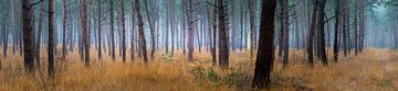 Très large panorama forestier des Sterrebos sur Willem Jongkind