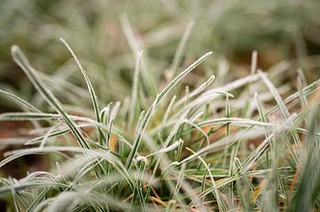 Rijp op groen gras, fotoprint van Manja Herrebrugh - Outdoor by Manja