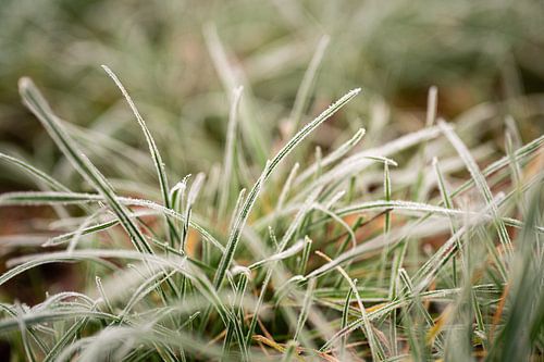 Rijp op groen gras, fotoprint