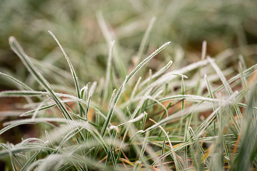 Ripe on green grass, photo print by Manja Herrebrugh - Outdoor by Manja