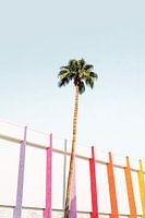 Palm Spring Colors 2