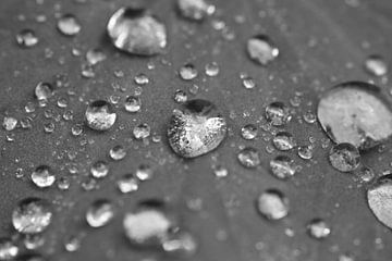 Zwart Wit  Druppels na regen op blad van Ruud Wijnands