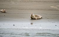 Seals at Englishman's Place