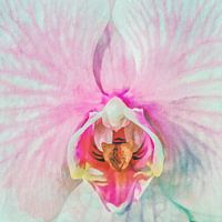 Orchidee