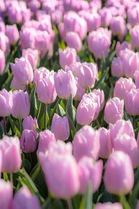 Paars tulpenveld in Holland