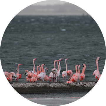 flamingo's 5  van Marloes van der Beek-Rietveld