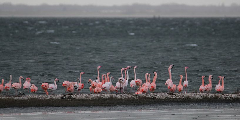 flamingo's 5  van Marloes van der Beek-Rietveld