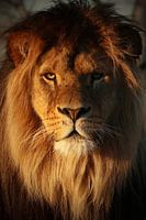 Lion in the evening sun