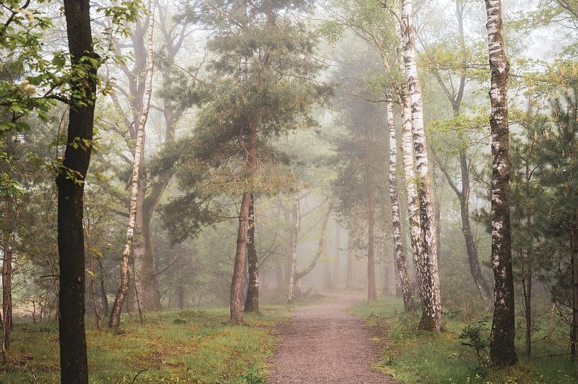 bright light in the forest by Tania Perneel