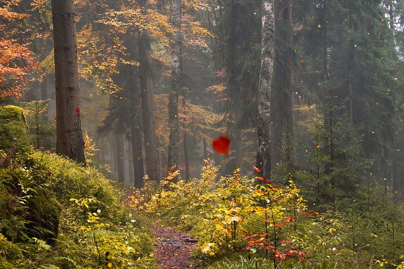 kleurrijke bladeren vallen van de bomen in een herfstbos, mist in het ochtendlicht van een herfstbos van Thomas Heitz