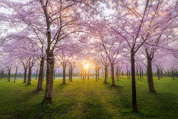 Blossom Park von Thijs Friederich