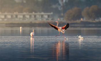 Dancing in the morning light