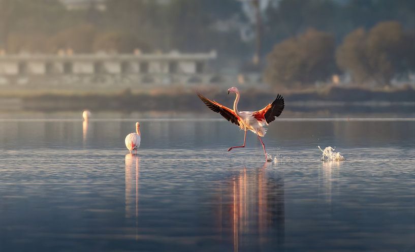 Dancing in the morning light by Costas Ganasos