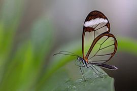 Glasflügler Schmetterling - Glasflügler Schmetterling
