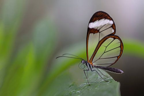 Glasswing butterfly - Papillon de la Glasswing