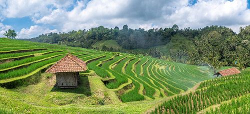 rice fields near Belimbing on Bali