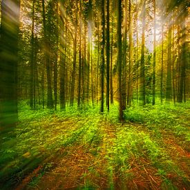 Magic forest with sunlight by marlika art