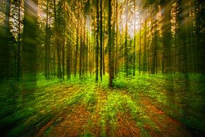 Magischer Wald mit Sonnenlicht