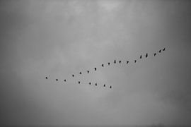 Gruppe von Gänsen in V-Formation