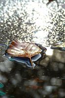 Herfstblad in plas