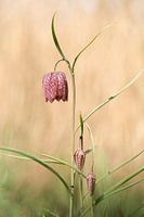 kievitsbloemen