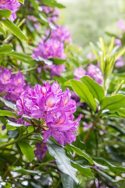 Rododendrons bij Ardkinglas Huis &amp; Tuin, Cairndow van Christian Müringer