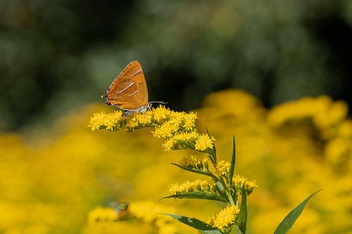 Sleedoornpage. (vlinder) op guldenroede.