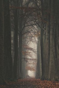 L'avenue de la forêt aux couleurs de l'automne