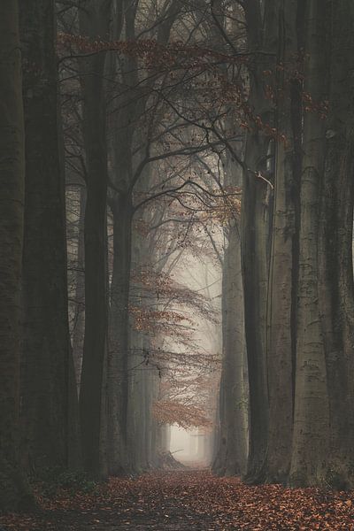 Forest avenue in autumn colours by Rik Verslype