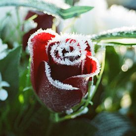 Rose d'hiver rouge sur Michel Kruiswijk