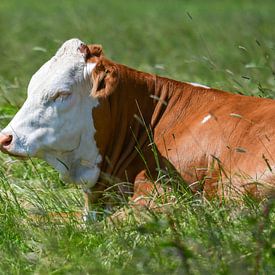 Une vache fait la sieste sur Henk de Boer