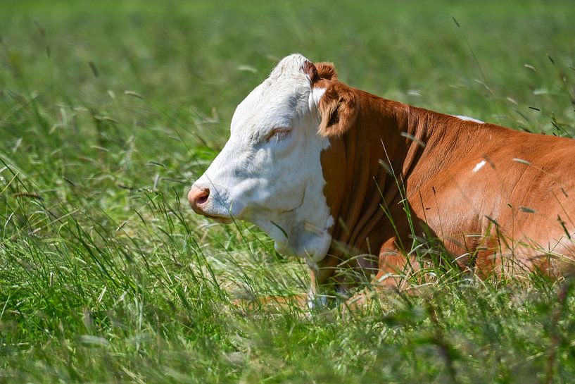 A cow takes siesta by Henk de Boer