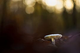 Pilz in einem niederländischen Wald bei Dämmerung mit Bokeh von Fotografiecor .nl