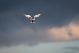 Incredibly quiet by Eric van Schaijk