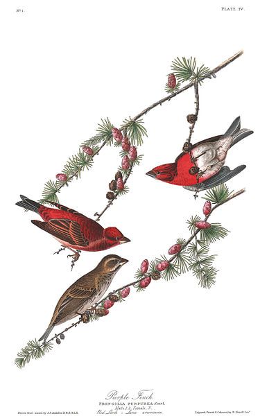 Roselin Pourpré par Birds of America