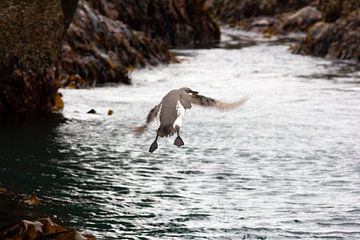 flying guillemot von Wendy Hilven