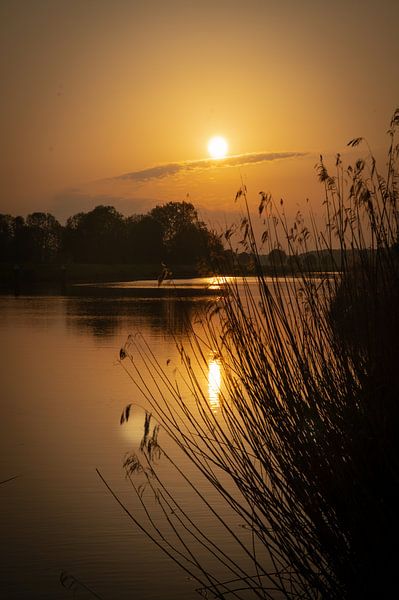Reed in Gold by Studio Liefkoos