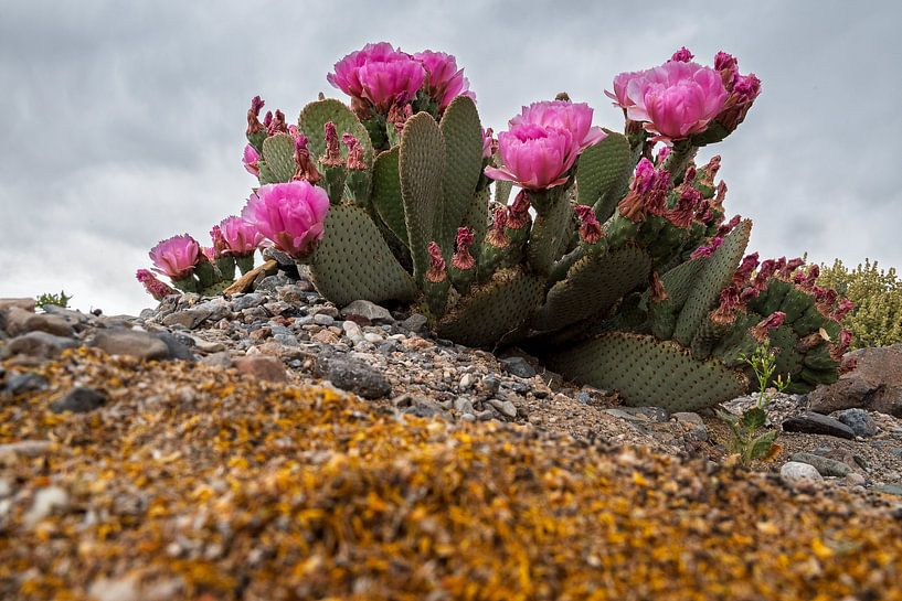 Cactus in Bloom – Death Valley by José IJedema