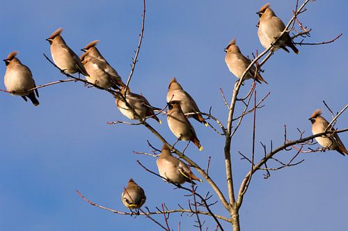 Pestvogel