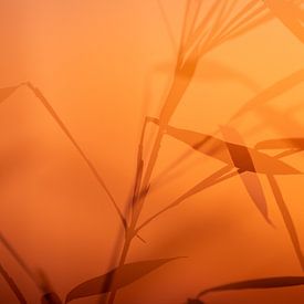 Bamboo evening sun by Jolande van den Heuvel