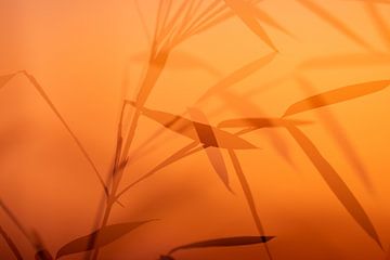Bamboo evening sun by Jolande van den Heuvel