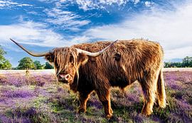 Highlander Cows in a blooming moorland landscape. by Brian Morgan