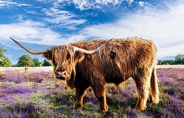 Vaches Highlander dans un paysage de landes fleuries.