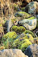 Die ruhige Natur