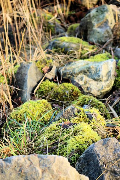 La nature tranquille par Michiel piet
