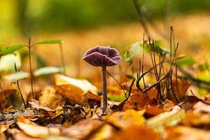 Paddestoel in het bos van Ramon Van Gelder