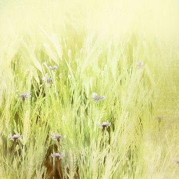 Kornblumen im Kornfeld