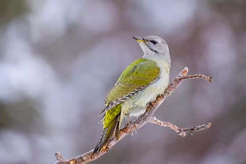 De Grijskopspecht of Grauwe Specht (Picus canus)