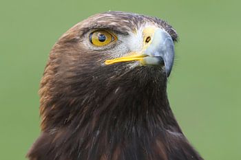 Steinadler (Aquila chrysaetos)