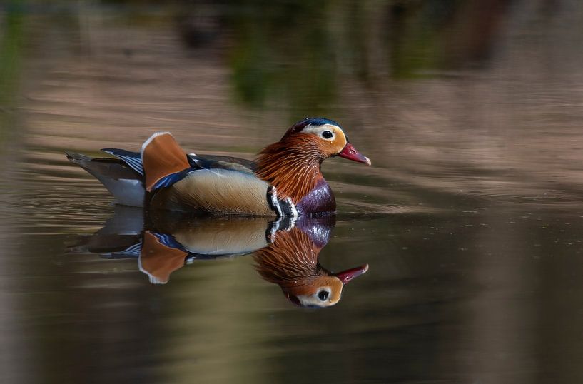 Mandarin duck in a pond in the middle of the Veluwe forest by Merijn Loch